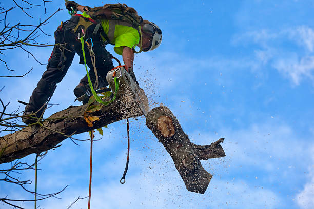 Best Stump Grinding and Removal  in White Knoll, SC